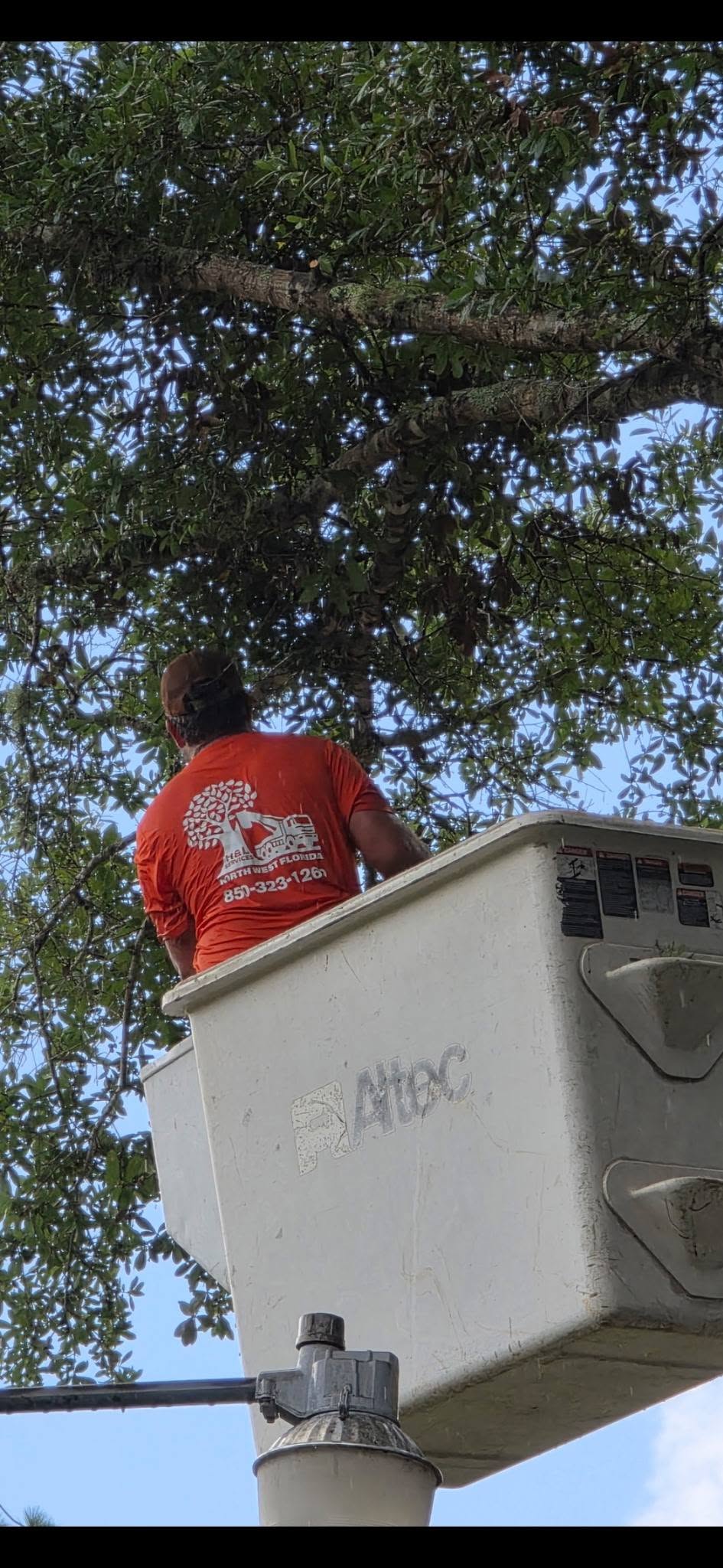 H&L team member working in a bucket beneath a live oak canopy