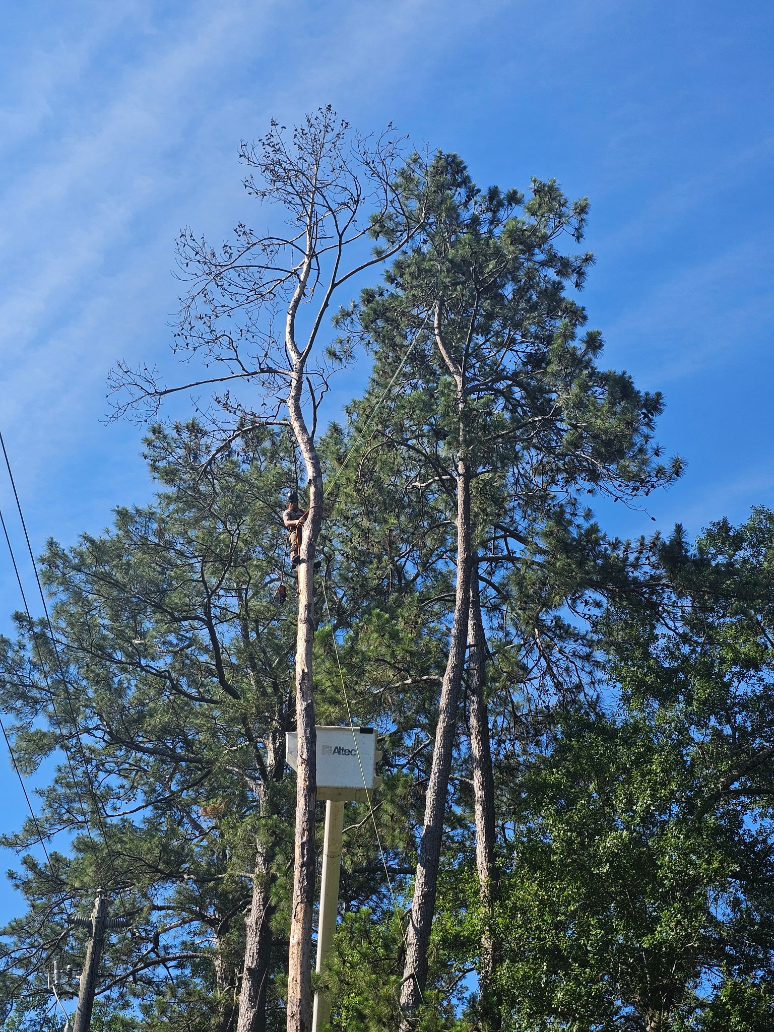 H&L tree work from a bucket truck beside a tall pine