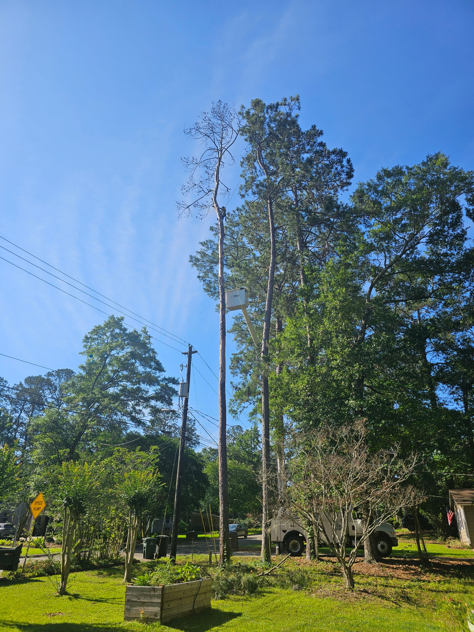 H&L crew working on a tree near a residential street
