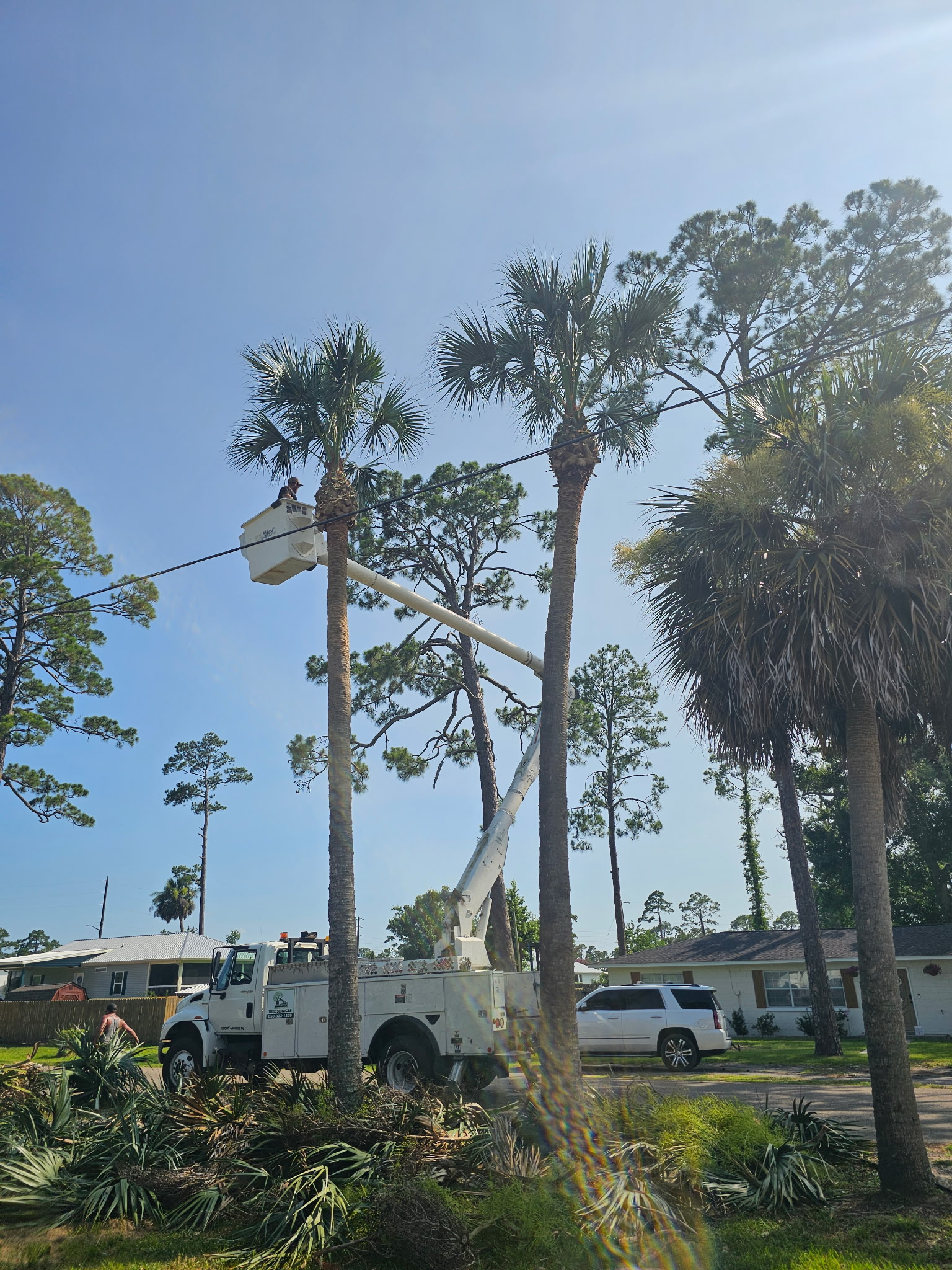 H&L bucket truck trimming palms