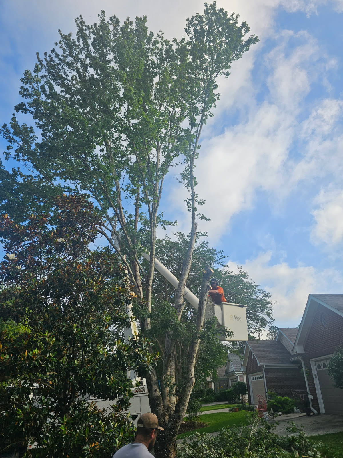 H&L crew working on a residential tree beneath a blue sky