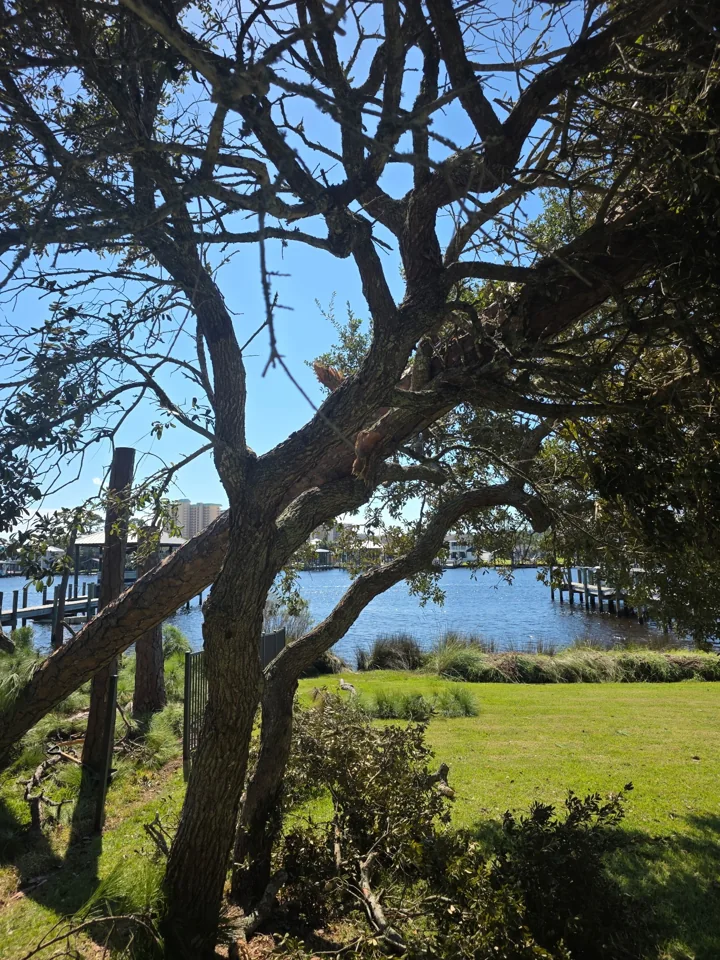 Broken pine trunk leaning across a black fence near the waterfront