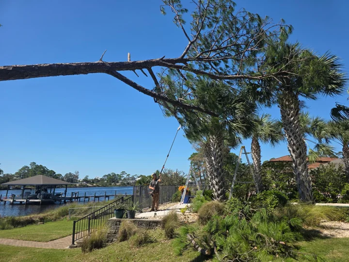 Damaged pine canopy stretching across a waterfront yard