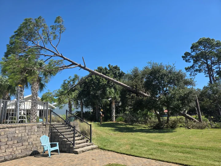 Damaged pine extending above a lawn beside patio steps and railings