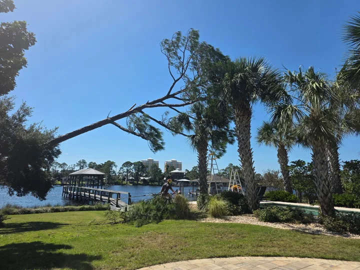 Wide view of a damaged pine spanning a lawn between trees and palms